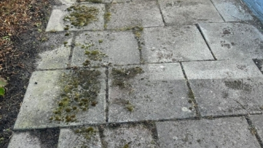 Gangsti før fliserens med mos og alger mellem fliserne