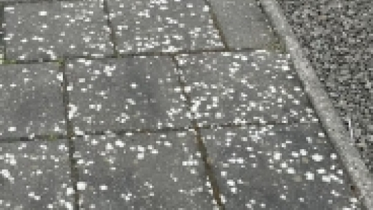 Belægning før fliserens med tydelige alger og hvide belægninger på fliserne