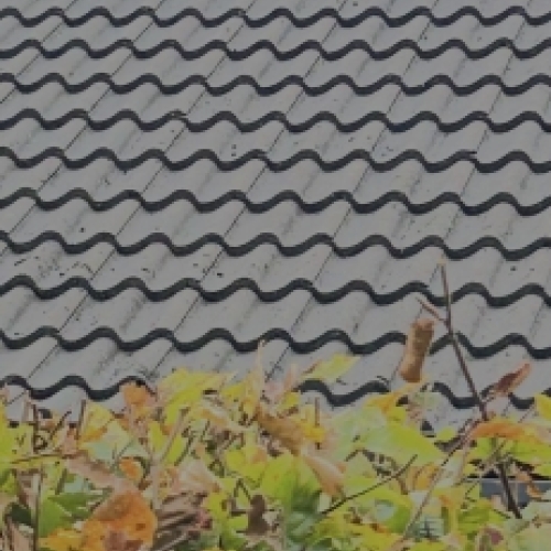 Betontagsten med algevækst før professionel algebehandling af tag