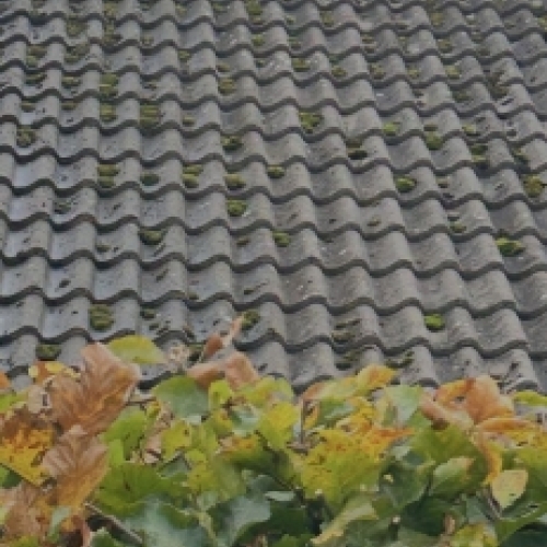 Tag med mos og alger før tagrens og algebehandling