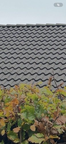 Betontagsten med algevækst før professionel algebehandling af tag