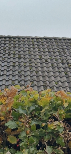 Tag med mos og alger før tagrens og algebehandling